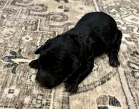 Greg , a male Goldendoodle for sale in Shelbyville, IN – 3 of 5