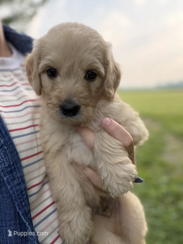 Gizmo – Goldendoodle puppy for sale in Shelbyville, IN