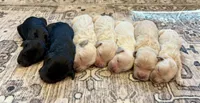Greg , a male Goldendoodle for sale in Shelbyville, IN – 5 of 5