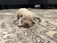 George, a male Goldendoodle for sale in Shelbyville, IN – 4 of 6