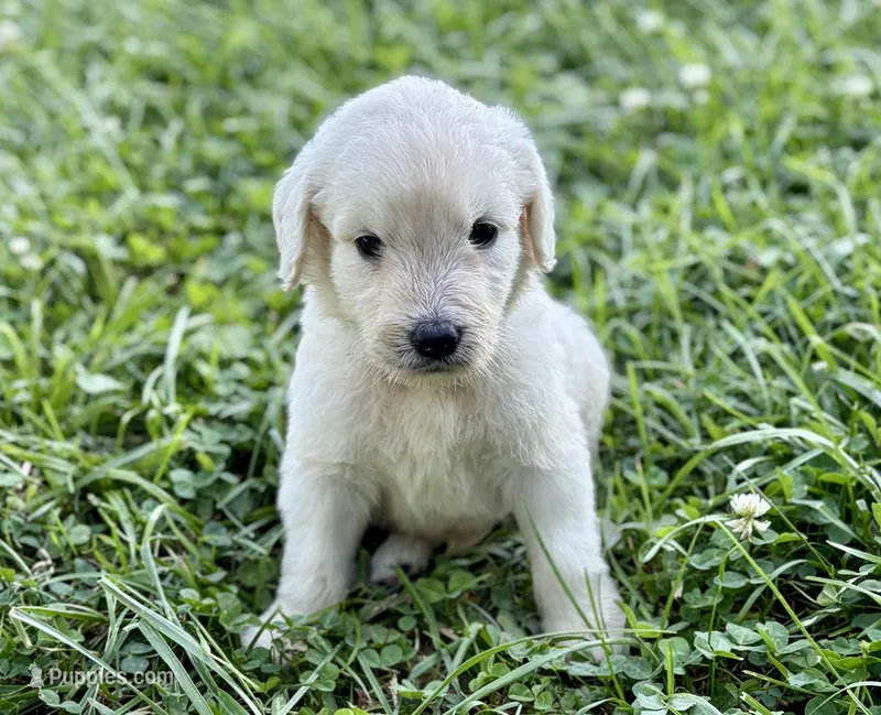 Ginger – Goldendoodle puppy for sale in Shelbyville, IN
