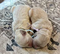 Ginger, a female Goldendoodle for sale in Shelbyville, IN – 6 of 6