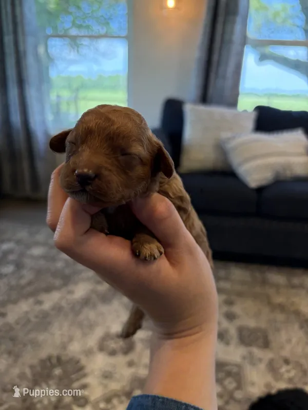 Candy – Cavapoo puppy for sale in Shelbyville, IN