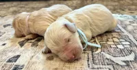 Ginger, a female Goldendoodle for sale in Shelbyville, IN – 5 of 6