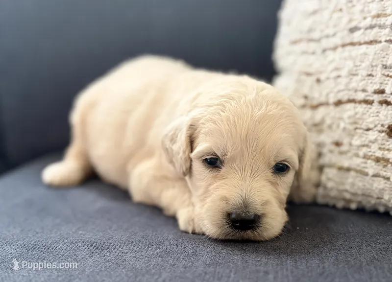 George – Goldendoodle puppy for sale in Shelbyville, IN