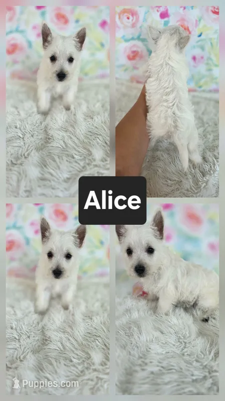 Alice – West Highland White Terrier puppy for sale in Boyden, IA
