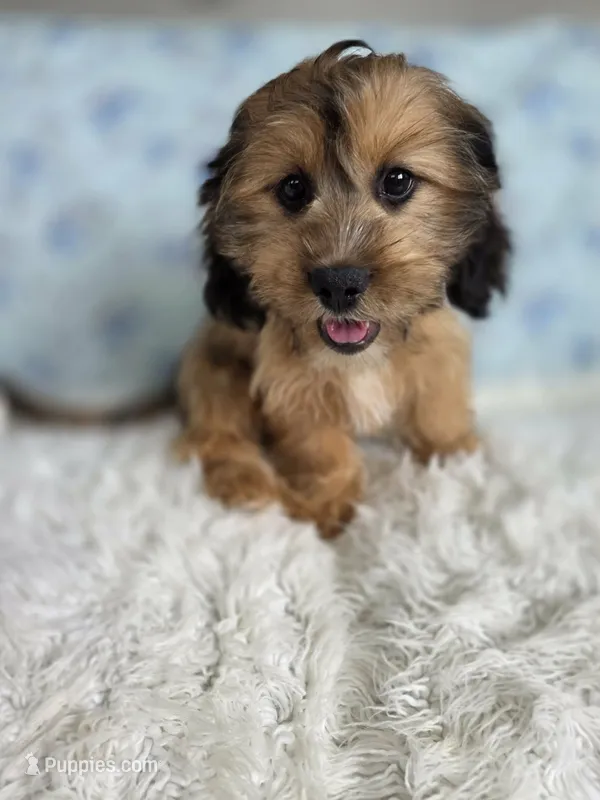 Rose – Shih Tzu, Miniature Dachshund puppy for sale in Boyden, IA
