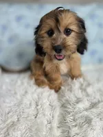 Rose-SALE, a female Shih Tzu and Miniature Dachshund for sale in Boyden, IA – 1 of 2