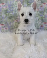 AKC - Eleanor Sale, a female West Highland White Terrier for sale in Boyden, IA – 5 of 5