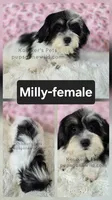 Milly, a female Bichon Frise and Shih Tzu for sale in Boyden, IA – 1 of 1
