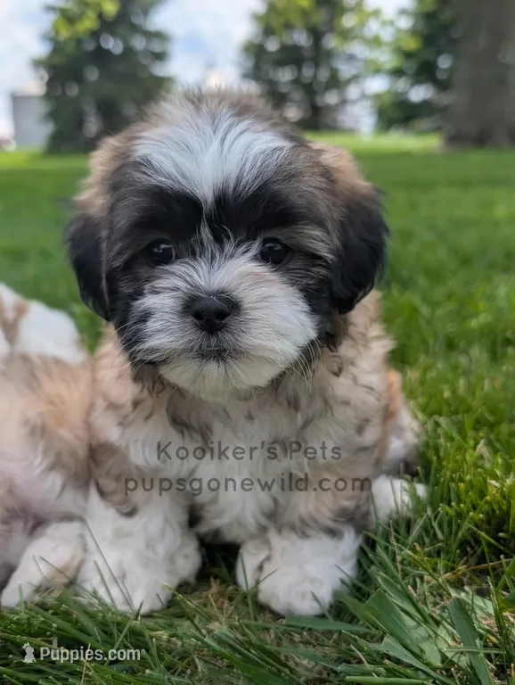 Poppy - SALE – Bichon Frise, Shih Tzu puppy for sale in Boyden, IA