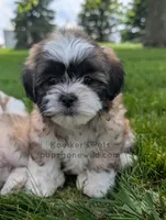 Poppy - SALE, a female Bichon Frise and Shih Tzu for sale in Boyden, IA – 1 of 4