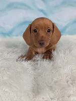 Macaroon, a male Miniature Dachshund for sale in Boyden, IA – 2 of 3
