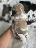 Axel, a male Bichon Frise and Shih Tzu for sale in Boyden, IA – 4 of 4