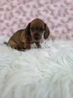 Harper, a female Miniature Dachshund for sale in Boyden, IA – 3 of 4