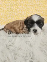 Poppy, a female Bichon Frise and Shih Tzu for sale in Boyden, IA – 2 of 3
