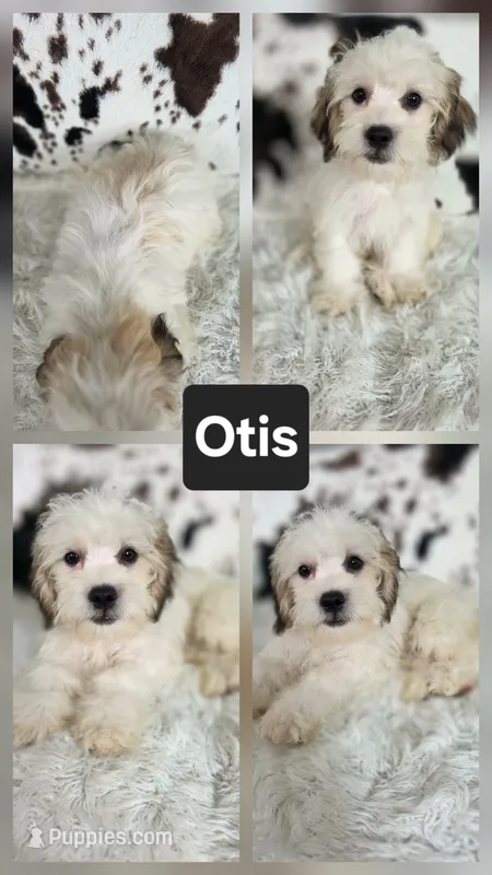 Felix – Shichon puppy for sale in Boyden, IA