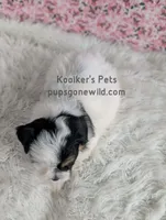 Annie, a female Bichon Frise and Shih Tzu for sale in Boyden, IA – 2 of 4