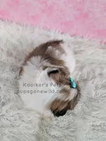 Hannah, a female Bichon Frise and Shih Tzu for sale in Boyden, IA – 5 of 5