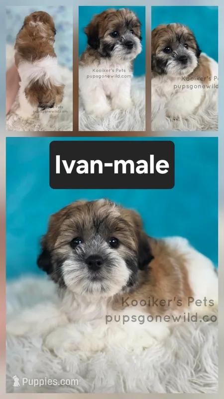Ivan – Shichon puppy for sale in Boyden, IA