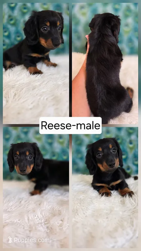 Reese – Miniature Dachshund puppy for sale in Boyden, IA