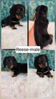 Reese-SALE, a male Miniature Dachshund for sale in Boyden, IA – 1 of 1
