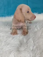 Mochi, a male Miniature Dachshund for sale in Boyden, IA – 3 of 4