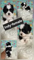 Indy, a female Shichon for sale in Boyden, IA – 1 of 1