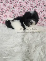Lilly, a female Bichon Frise and Shih Tzu for sale in Boyden, IA – 3 of 4