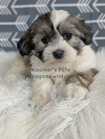 Lucky, a male Shichon for sale in Boyden, IA – Photo 3 of 4