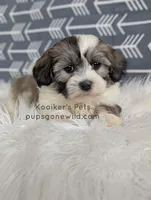 Lucky, a male Shichon for sale in Boyden, IA – Photo 1 of 4