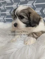 Lucky, a male Shichon for sale in Boyden, IA – Photo 2 of 4