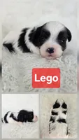 Lego, a male Bichon Frise and Shih Tzu for sale in Boyden, IA – 2 of 2