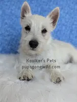 Luke - SALE, a male West Highland White Terrier for sale in Boyden, IA – 3 of 5