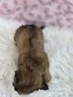 Rose, a female Shih Tzu and Miniature Dachshund for sale in Boyden, IA – 4 of 4