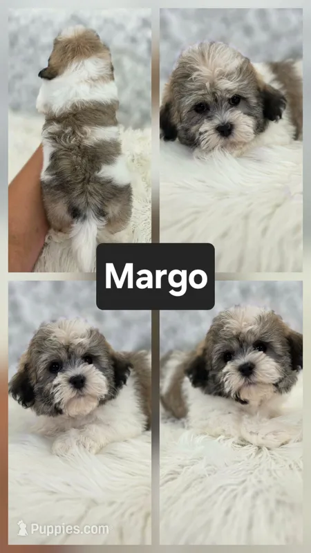 Margo – Bichon Frise, Shih Tzu puppy for sale in Boyden, IA