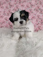 Annie, a female Bichon Frise and Shih Tzu for sale in Boyden, IA – 3 of 4