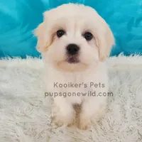 Charlie-SALE, a male Shichon for sale in Boyden, IA – Photo 3 of 4