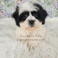 Cici-SALE, a female Shichon for sale in Boyden, IA – Photo 2 of 4