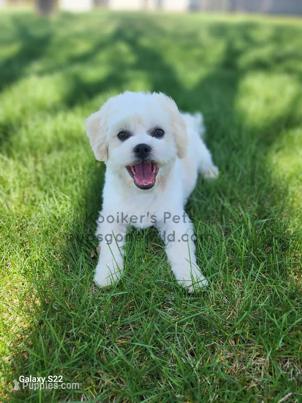Charlie-SALE – Shichon puppy for sale in Boyden, IA