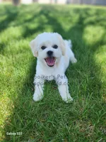 Charlie-SALE, a male Shichon for sale in Boyden, IA – Photo 1 of 5