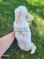 Charlie-SALE, a male Shichon for sale in Boyden, IA – Photo 3 of 5