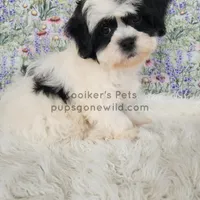 Cici-SALE, a female Shichon for sale in Boyden, IA – Photo 1 of 4