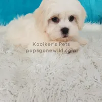 Charlie-SALE, a male Shichon for sale in Boyden, IA – Photo 2 of 4