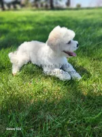 Charlie-SALE, a male Shichon for sale in Boyden, IA – Photo 4 of 5
