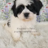 Cici-SALE, a female Shichon for sale in Boyden, IA – Photo 3 of 4