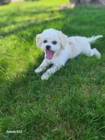 Charlie-SALE, a male Shichon for sale in Boyden, IA – Photo 5 of 5