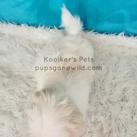 Charlie-SALE, a male Shichon for sale in Boyden, IA – Photo 4 of 4