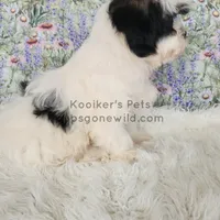 Cici-SALE, a female Shichon for sale in Boyden, IA – Photo 4 of 4