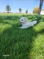 Charlie-SALE, a male Shichon for sale in Boyden, IA – Photo 2 of 5